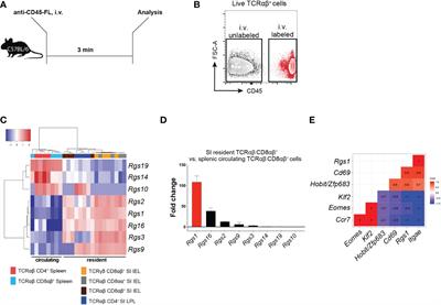 Regulator of G-protein signaling 1 critically supports CD8+ TRM cell-mediated intestinal immunity